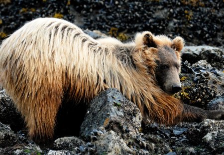 Brown bear - winter, polar bear bear cub, snow, food, love, desktop, bear, fantasy, animal, animal Black, Brown bear, grizzly, fish, art, wallpaper