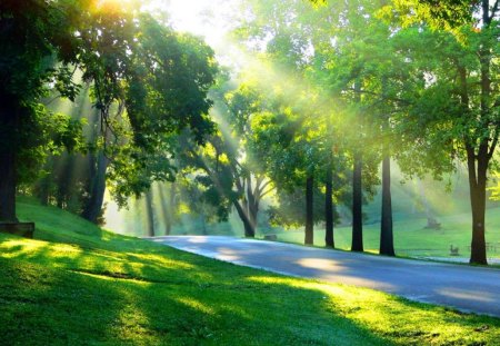 Splashes of sunshine - trees, gree, rays, sunshine, light