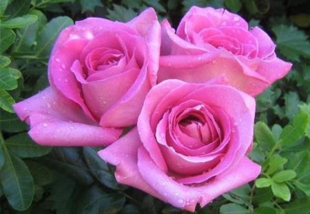 Lovely and Dewy Pink - flowers, roses, dewy, nature, outdoor, pink