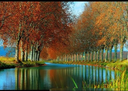 Perfect rows - reflections, river, trees, rows, autumn