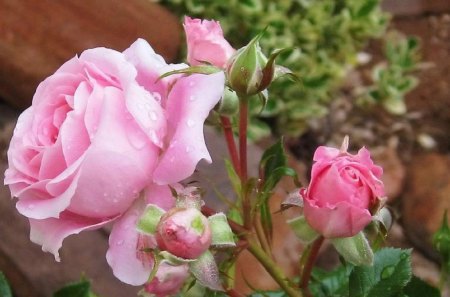 Pink Beauties - outdoor, roses, pink, flowers, nature