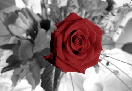 â¤ - nice, black and  red, rose, red rose