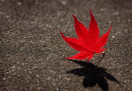 ☆ - red leaf, red, nice, leaf, art