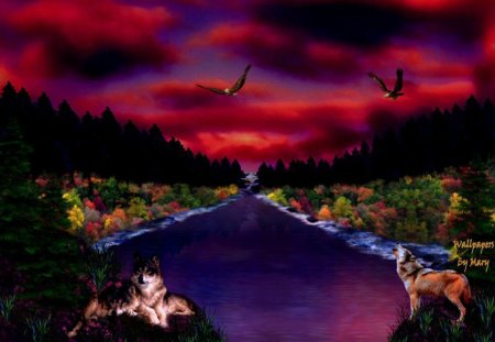 Vision Of Beauty - Animals, Water, Wolves, Rivers, Sunsets, Wolf