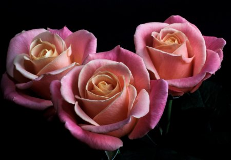 *** Beautiful pink roses *** - flowers, roses, pink, nature