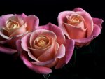 *** Beautiful pink roses ***