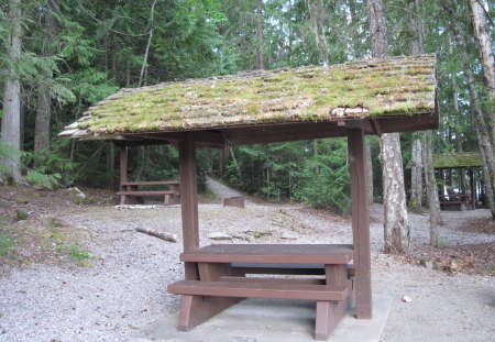 Picnic day in BC - Canada - trees, green, photography, brown, benches, Forests