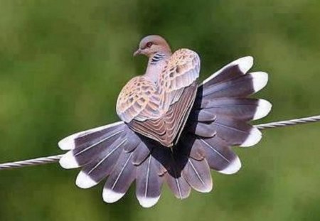 Heart Wings - nature, animals, heart, wings, birds