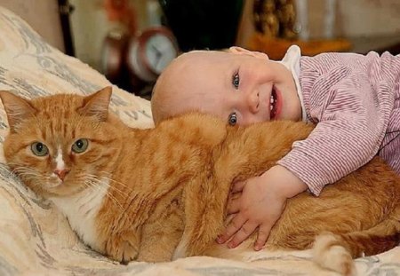 sweet - sweet, cute, baby, cat