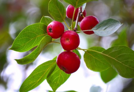 *** Apples *** - apple, red, apples, tree, nature, green