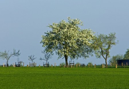 field - field, fun, trees, nature