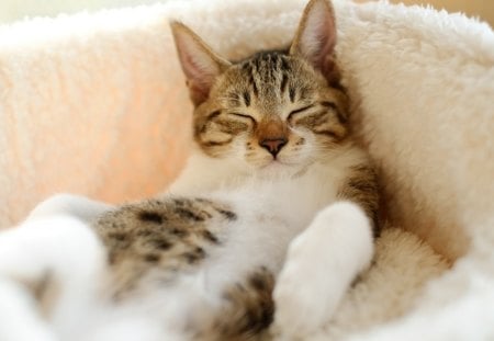 Cat sleeping - cat, animal, sleep, kitten