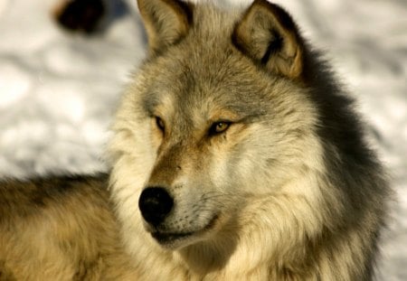 Face of a leader - free, Alpha, wolf, snow, wild