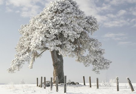 Laekvere pine - snow, Laekvere, pine, clouds