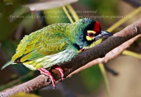 Copporsmith Barbet. - mamta, smriti, nisha, megha