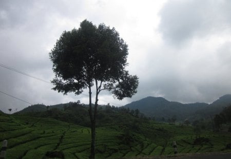 tea garden - rizal, aisyah, nina, ade, wulan, nurul