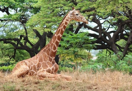 The Lovely Giraffe - trees, big, animal, beautiful, giraffe, spots, grass, tall