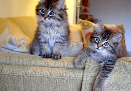 LOVELY DUO - duo, kittens, sofa, indoor