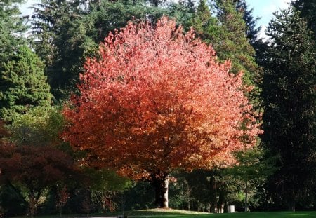 Autumn In Vancouver - fall, trees, nature, vancouver, season, autumn