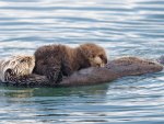 ~Adorable Sea Otters~