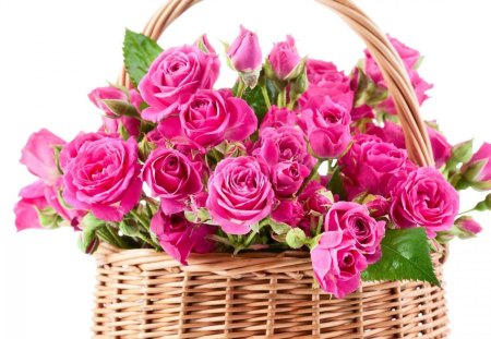 Fresh Pink Roses - lovely, basket, roses, pink