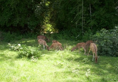 Deer - animal, karnataka, deer, vikash yadav