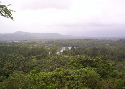 Forest - karnataka, nature, forest, vikash yadav