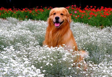 SPRING BEAUTY - retriever, field, golden, garden, spring