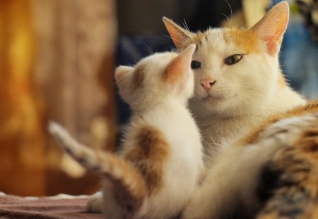 Mum and cat - sleepy, cute, beautiful, cat, sleeping, kitty, cats, hat, cat face, paws, face, animals, pretty, beauty, sweet, kitten, lovely