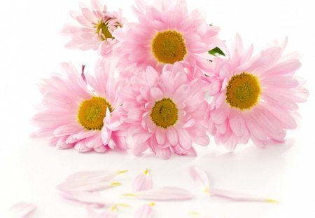 Pink daisies - beauty, love, soft, nature, pink, petals, pastel, flowers, color, daisies, ultra, flower