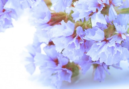 Beautiful flowers - flowers, petals, nature, blue