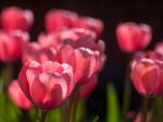 Red tulips