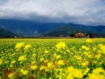 Flower fields