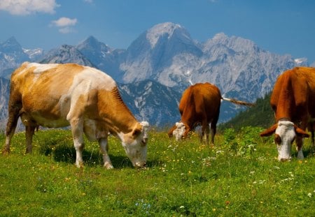 cows grazing on the beautiful alps