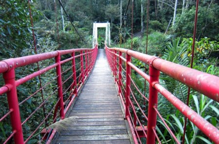 Suspension bridge - hiking, forest, suspension bridge, swinging, mountain