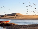 birds on a desert lake