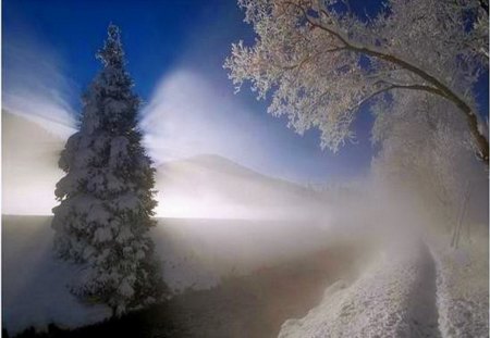 Cold mists - trees, cold, mists, snow, winter, wind