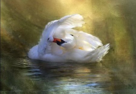 Preened - swan, bird, preening, water, beauty