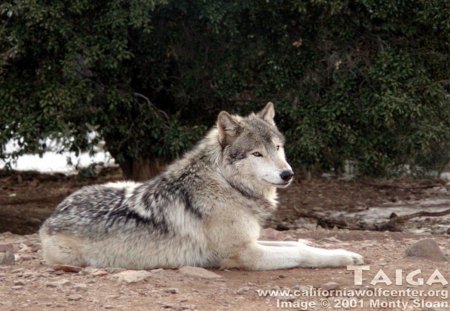 Taiga Wolf - nature, wolf, wolves, animals