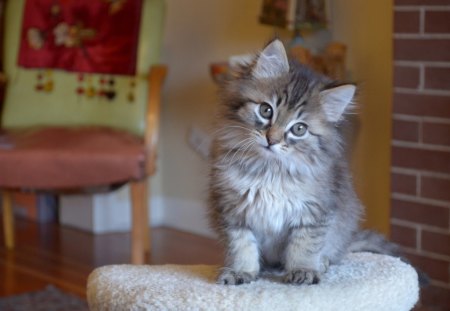 Cat - sleepy, cute, beautiful, cat, sleeping, kitty, cats, hat, cat face, paws, face, animals, pretty, beauty, sweet, kitten, lovely