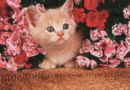 Kitten under the flowers - flowers, feline, rug, kitten