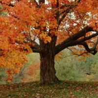 Autumn tree