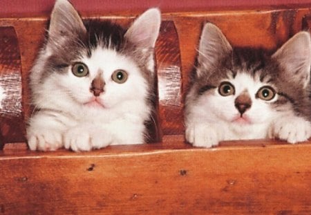 Twin kittens - wood, brown, twins, kittens