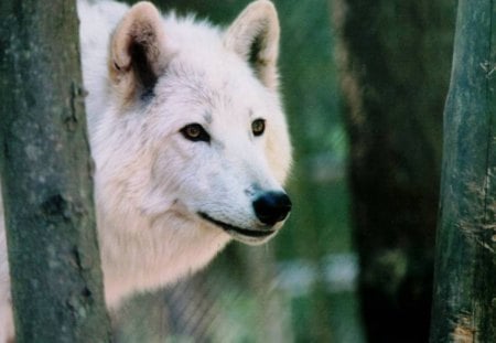 White Wolf - white, nature, animals, wolf