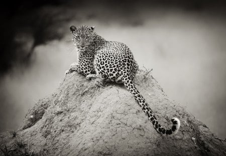 Leopard - black and white, leopard, animal, nature