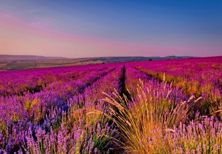 Lavender field - pretty, lavender, summer, beautiful, fragrance, meadow, lovely, rows, nature, purple, scent, field, nice, sky