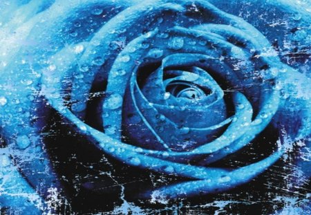 Blue Rose - roses, rose, blue, painting