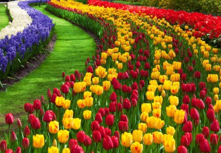 Tulips garden - pretty, summer, grass, spring, flowers, fresh, scent, garden, nice, beautiful, fragrance, lovely, freshness, rows, colorful, tulips, nature, park