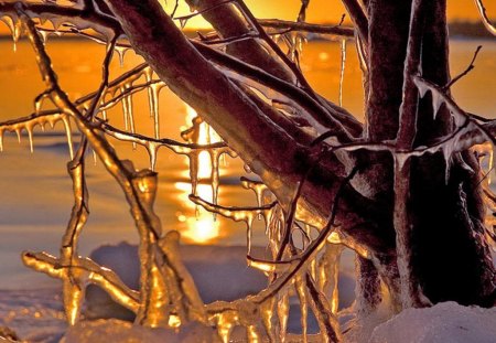 Sunset ice - ice, tree, sunset, snow