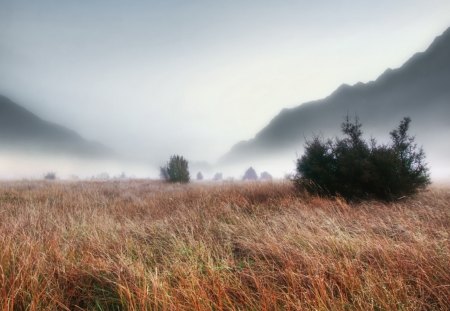 fog in the valley - fog, bushes, grass, mountains, valley